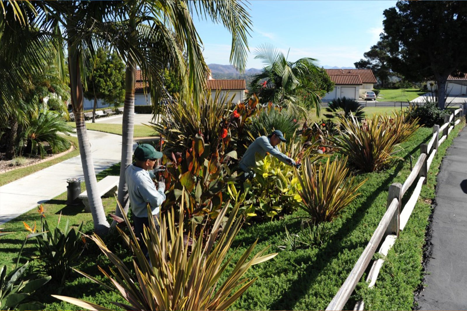 Maintaining the plants in the garden